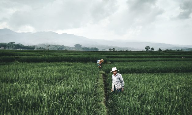Pourquoi utiliser une bineuse monosem ?