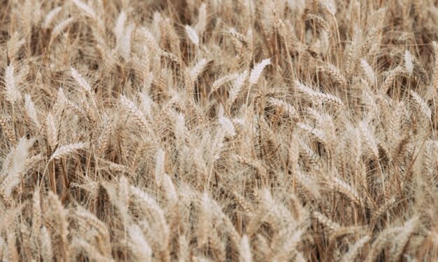 Qu’est-ce qu’un GAEC ?